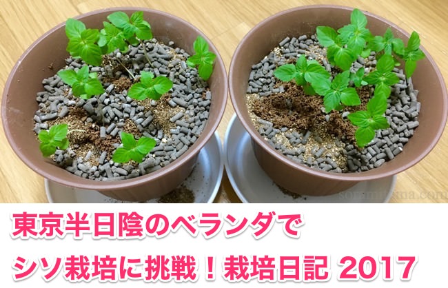 【随時更新】東京の半日陰ベランダでシソを育てる。栽培日記2017(2年目)